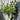 Snowball tree | Standard Viburnum opulus 'Roseum' | 1.8-2m