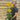 Rudbeckia fulgida Goldstrum 9cm-2L