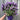 Lavender stoechas 5L (23cm growers pot)