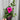 Petunia 'Trailing Surfinia Hot Pink' 9cm