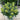 Skimmia japonica 'Fragrant Cloud' 9cm/2L/5L