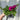 Petunia 'Trailing Surfinia Purple'