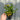 Bidens ferulifolia 'solaire' (9cm)