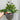 Poppy Spring Fever Mix 1.5L