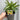 Coreopsis grandiflora Sunfire 9cm/1.5L