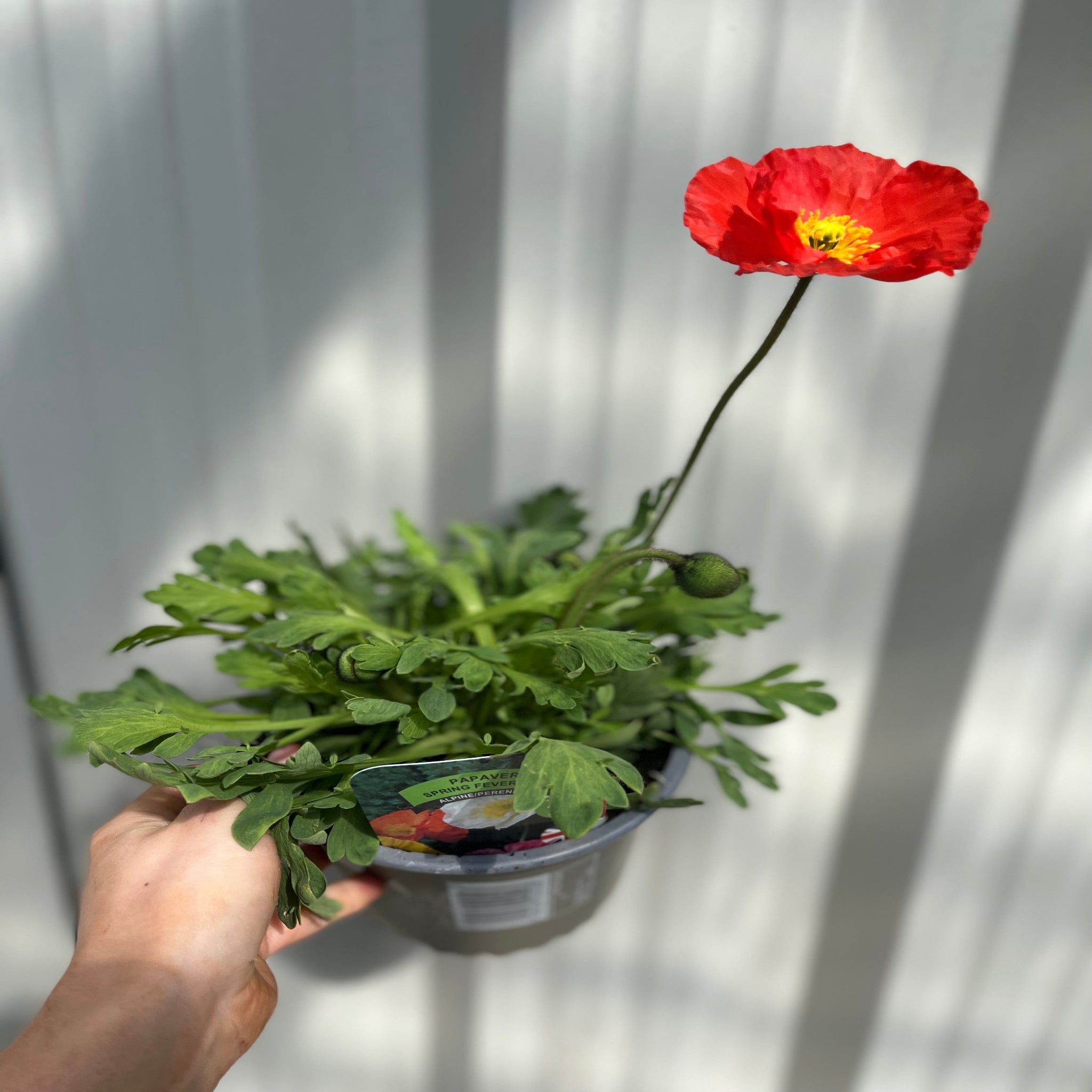 Spring Fever Poppy Poppy Spring Fever Mix 1.5L – Lincspplants