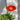 Poppy Spring Fever Mix 1.5L
