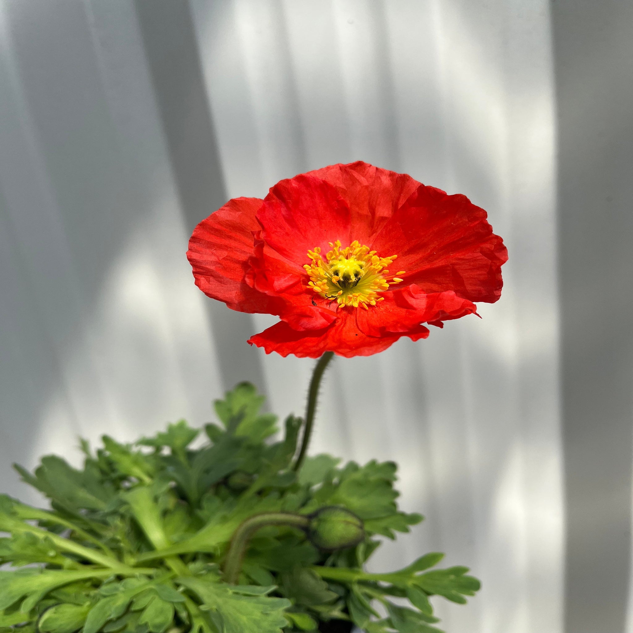Spring Fever Poppy Poppy Spring Fever Mix 1.5L – Lincspplants