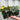 Begonia 'Non-Stop' | Tray of 6 Mixed Plants