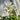 Aquilegia 'White Star' 1L