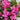 Azalea 'Conny' 1.5L/2L/10L