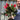 Standard Callistemon - Bottle Brush (70-80cm)