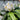 Rhododendron 'Madame Masson' 2L/5L