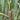 Typha minima (Miniature bulrush) - Marginal Pond Plants - MP122