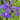 Iris laevigata  - Marginal Pond Plants - MP127