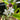 Menyanthes trifoliata (Bog bean) - Marginal Pond Plants - MP078