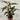 Calathea Tropistar