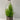 Wine Bottle Goldcrest Conifer (Including Gift Wrap)