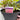 Astilbe Pink 2L