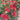 Callistemon citrinus splendens | Bottle Brush Plant | 2L