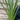 Cordyline australis Green | 1m-1.2m | SOLD AS SEEN