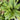 Rumex sanguineus (Bloodwort) - Marginal Pond Plants - MP101