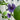 Malva syl. 'Blue Fountain' 3L
