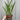 Crocosmia x crocosmiiflora 'Emily Mckenzie' 9cm/2L