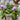 Buddleja 'Butterfly Candy Little Lila' 9cm/1L/3L
