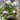 Buddleja 'Butterfly Candy Little Lila' 9cm/1L/3L