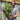 Buddleja Butterfly Candy 'Little Purple' 1/3L