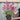Salvia Salmia Pink 2L