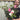 Mandevilla sanderi - Light Pink - On Frame
