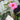 Mandevilla sanderi - Light Pink - On Frame