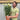 Leucanthemum Broadway Lights 1.5L / 2L