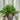 Coreopsis grandiflora 'Illico' 9cm/1.5L