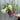 Hydrangea paniculata Diamant Rouge 'Rendia' 5L