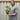 Laurus nobilis (9cm) (20-30cm in height inc pot)