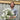 Convolvus cneorum (Silverbush) 9cm/1.5L/2L/3L