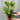 Aucuba japonica (Spotted Laurel) 1.5L