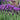 Lavender Stoechas - Javelin Deep Purple 9cm/1.5L/2L