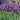 Lavender Stoechas Javelin Blue 9cm/1.5L