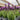 Lavender Stoechas - Javelin Deep Purple 9cm/1.5L/2L