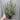 Calluna Heather White (9cm Pot)