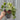 Potentilla Scarlet Starlit 1L