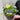 Papaver 'Moondance' 3L