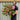 Azalea 'Conny' 1.5L/2L/10L