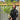 Phyllostachys nigra | Black Bamboo 80-90cm (Multi-Buy Offers)