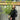 Phyllostachys nigra | Black Bamboo 80-90cm (Multi-Buy Offers)