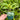 Lysimachia clethroides 9cm